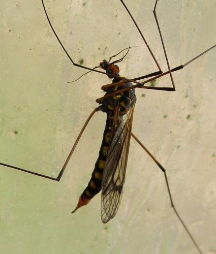 Réf. 343 536 : Nephrotoma crocata